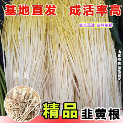 韭黄根寿光红菜四季新鲜蔬