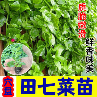 田七种苗四季种植室内盆栽天然营养可食用阳台栽种正宗田七蔬菜苗