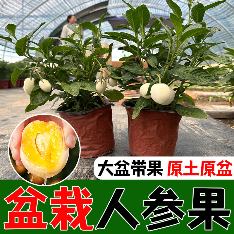 奶香人参果苗秧当年结正宗