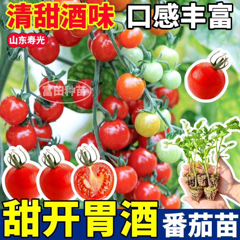 高产串收甜开胃酒番茄苗秧