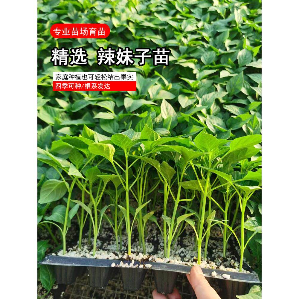辣妹子辣椒苗超辣青椒红椒干辣椒辣椒种子辣味浓高产蔬菜苗秧苗