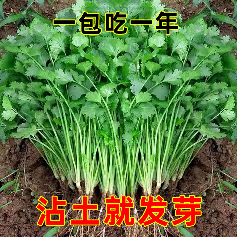 四季香菜种子苗大叶芫荽阳
