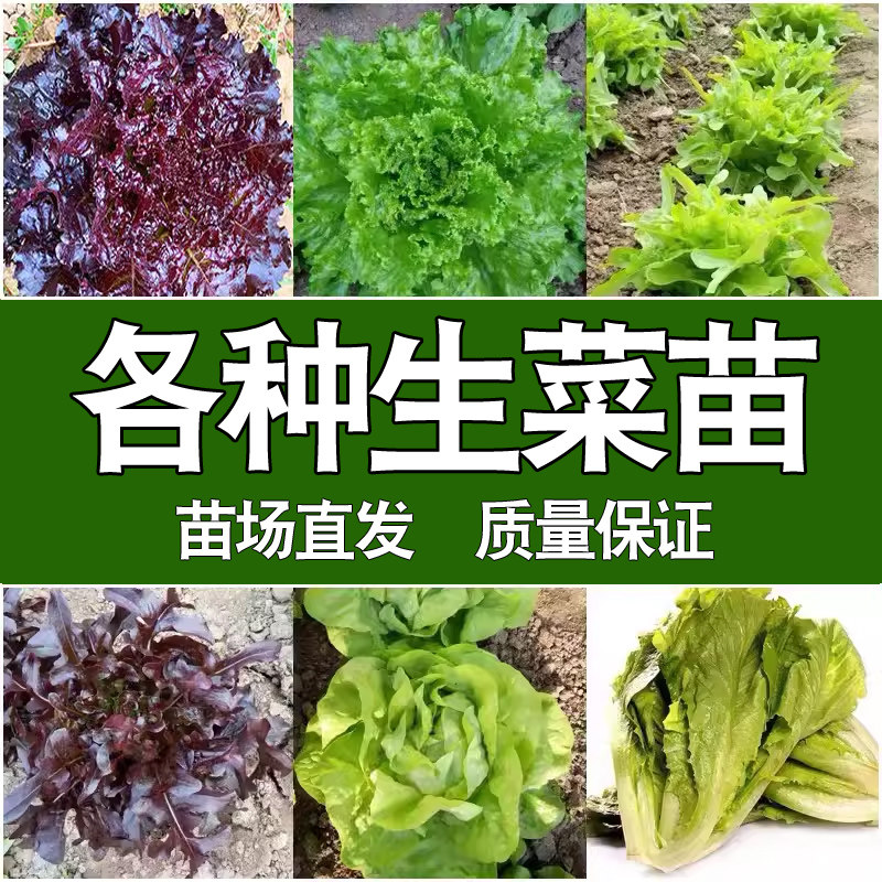 【直播专享】各种生菜苗