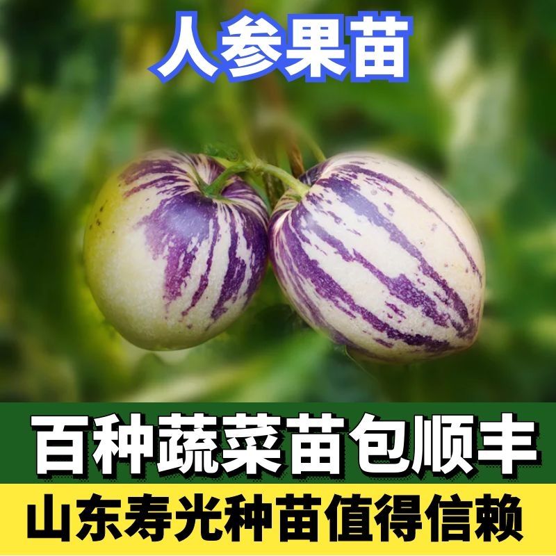 人参果苗人身果人生果苗子树盆栽四季盆栽蔬菜苗夏季阳台专用国产-封面