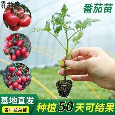 圣女果苗普罗旺斯番茄西红