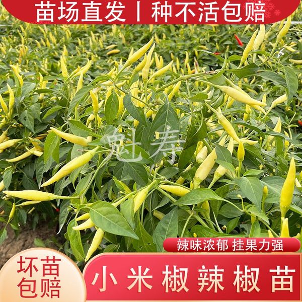四季小米辣椒苗朝天种子泡