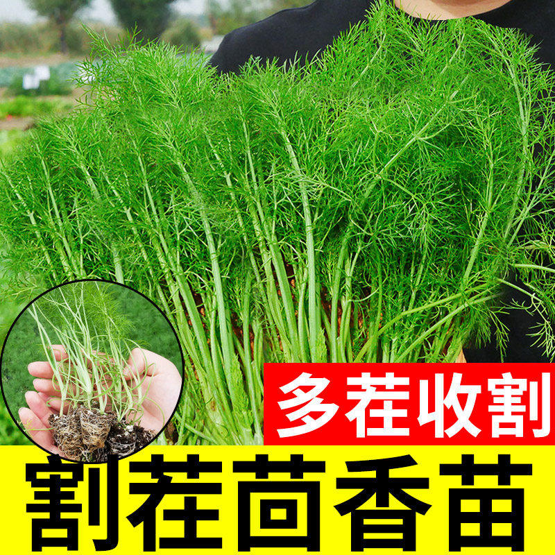 割茬茴香种子籽苗高产四季