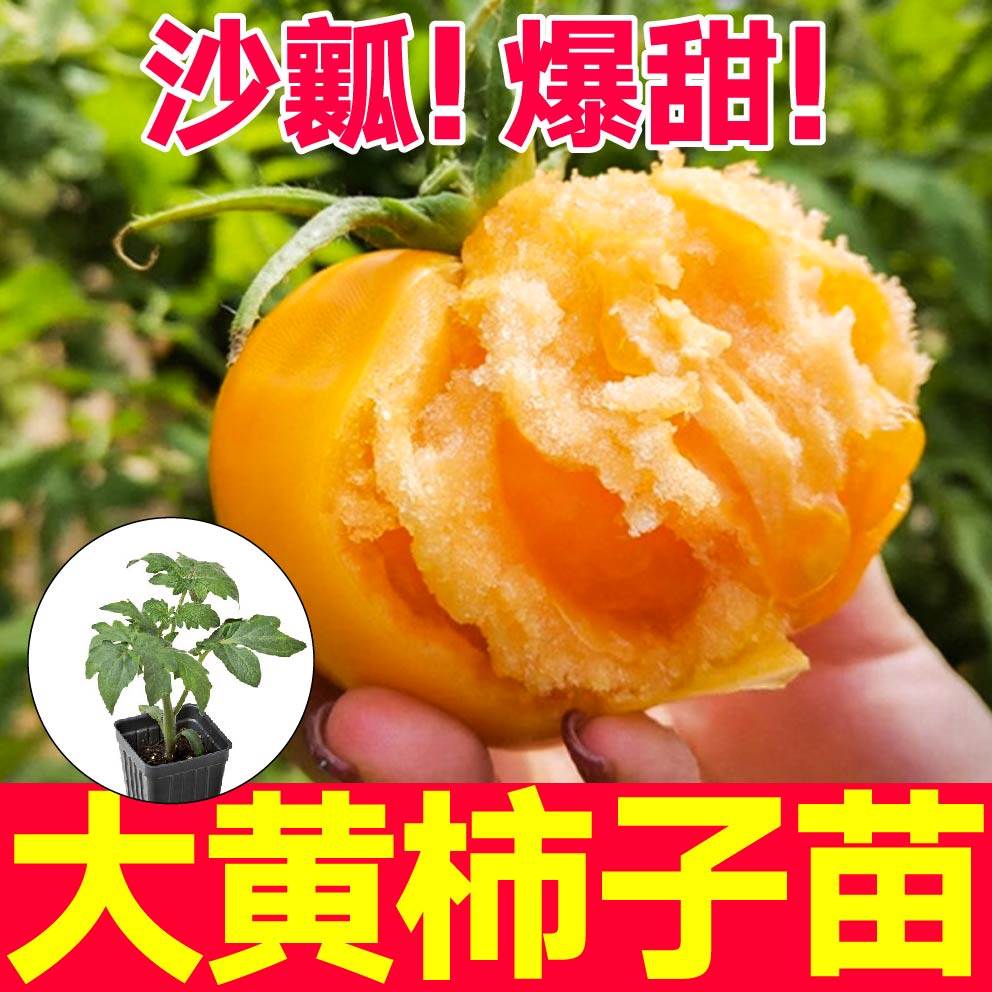 沙瓤爆甜大黄柿子番茄苗秧