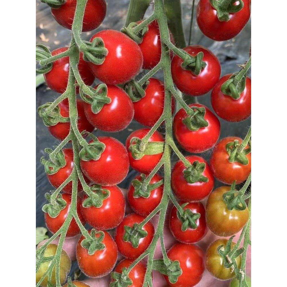 西红柿种苗圣女果籽茄子菜