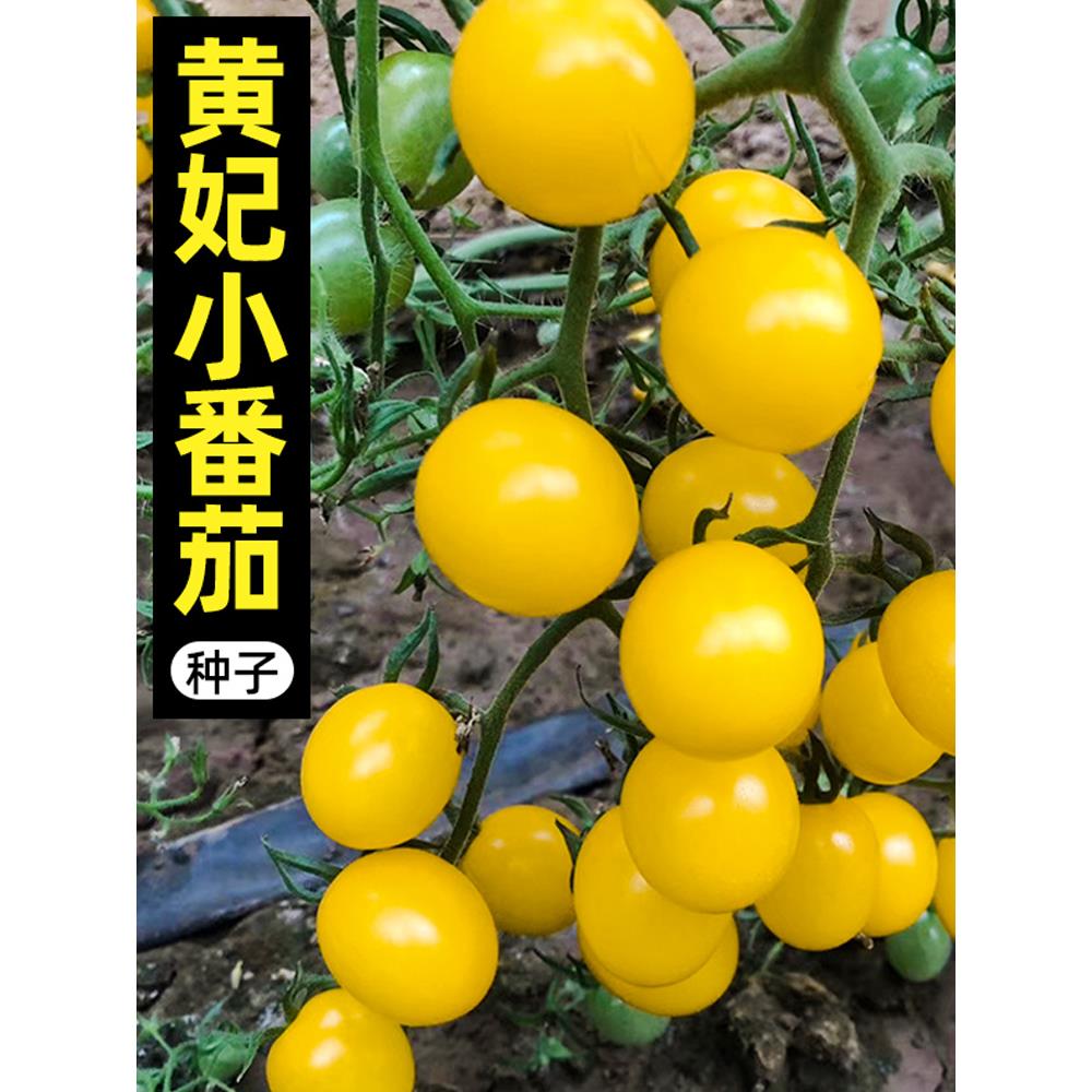 黄妃小番茄种子西红柿籽四