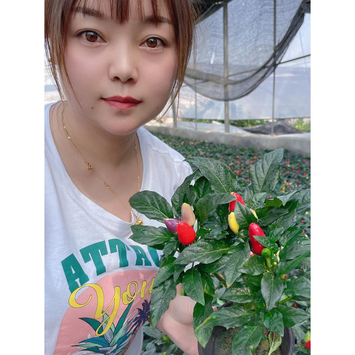五彩椒种子七辣籽四季朝天