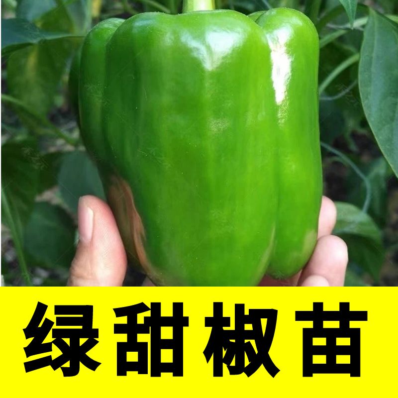 绿圆椒苗辣秧青甜太空树七