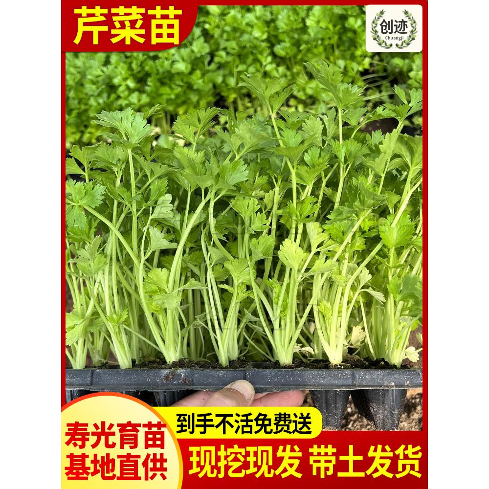芹菜苗四季小香子西种阳台