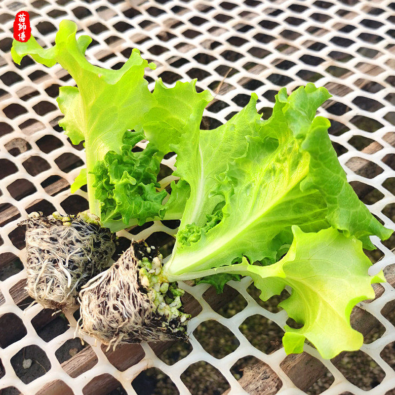 生菜苗带土紫叶色秧水培春