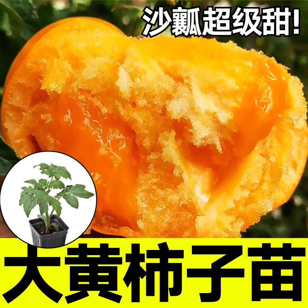 沙瓤超甜大黄柿子苗秧带土