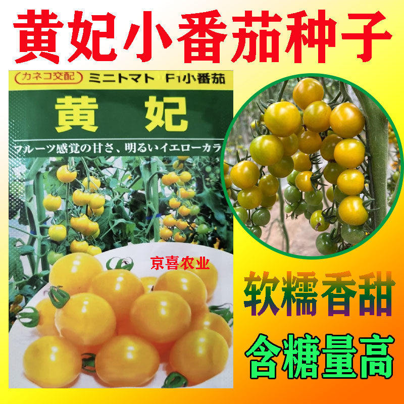 小番茄种子籽黄色圣女果水