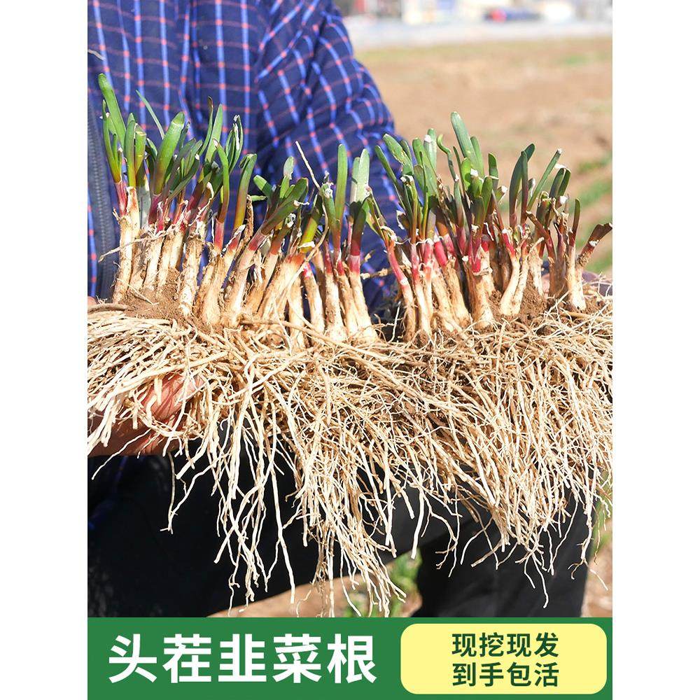 现挖新韭菜根苗紫根种子红根种籽苗大叶蔬菜四季菜种盆栽菜苗籽种