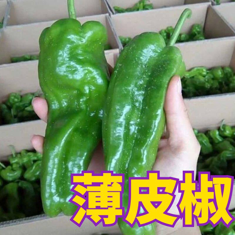 薄皮椒苗泡椒辣椒秧苗苏椒青椒麻椒种籽四季高产阳台盆栽蔬菜苗子