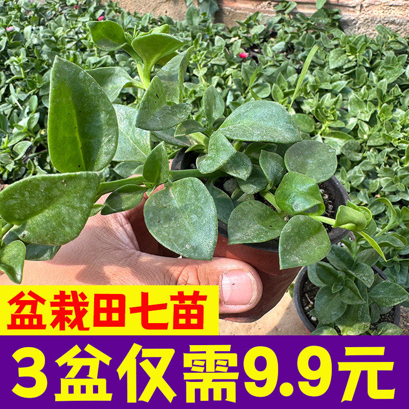 养生田七盆栽苗子特色人参