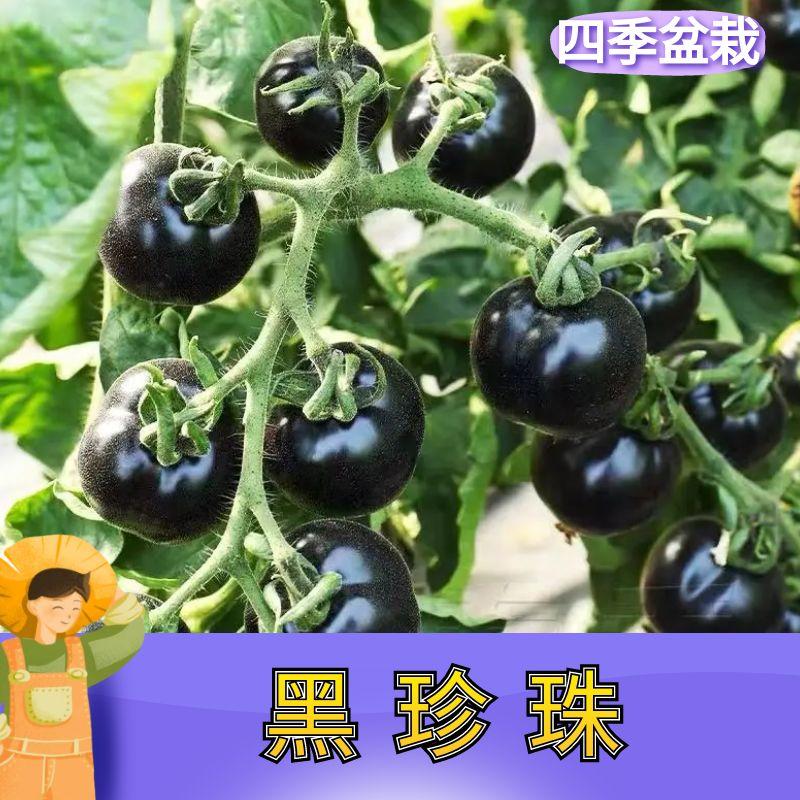 黑珍珠小番茄苗秧苗紫红色圣女果苗樱桃小柿子秧四季阳台盆栽水果