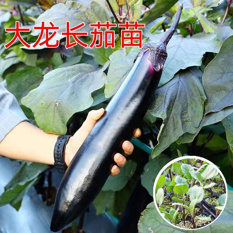 长茄苗秧苗紫把长茄苗子幼苗紫黑茄子苗烧烤嫁接春秋四季菜苗