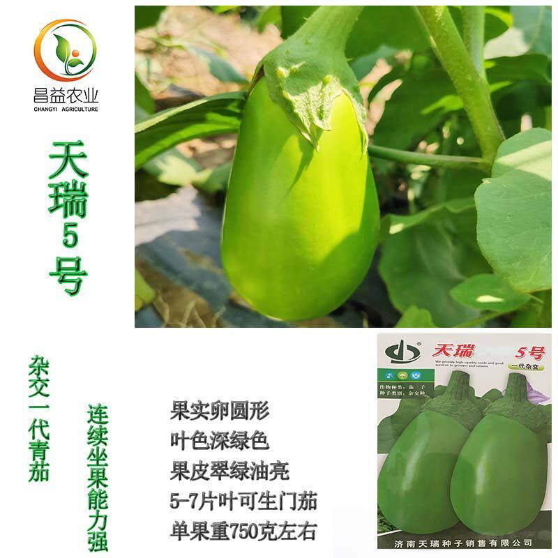 绿皮青茄子种籽孑四季高产