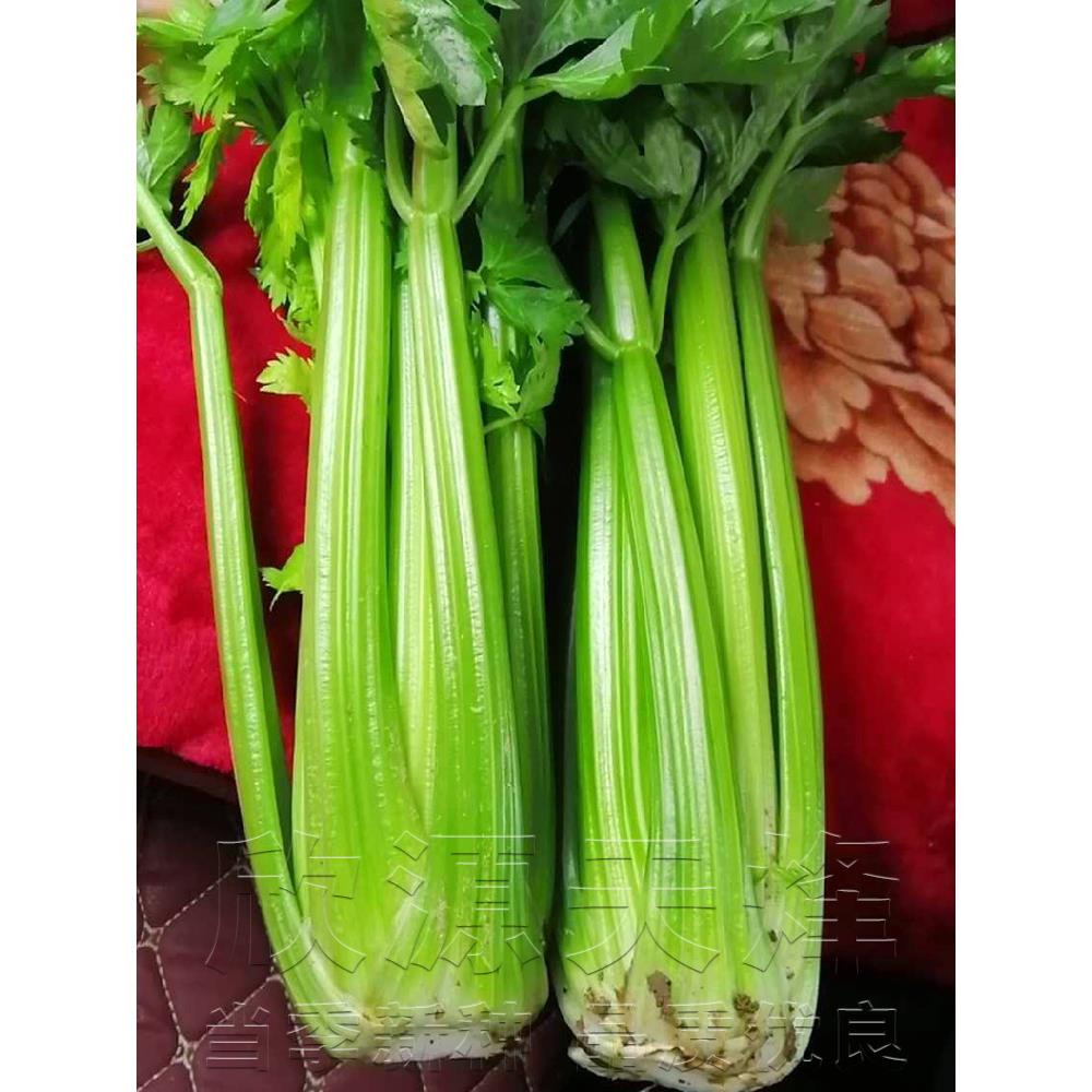西芹种籽苗四季阳台盆栽春