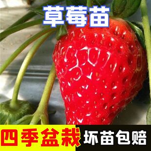 草莓苗秧南方种植盆栽果树果苗四季牛奶油白草莓苗黑巴克草莓新苗