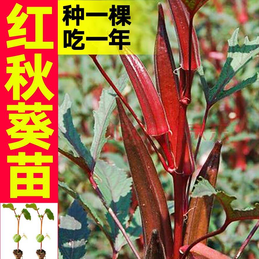 超嫩红秋葵秧苗带土球水果