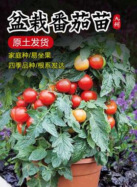 红色盆栽矮生圣女果苗樱桃番茄苗秧苗黄矮生观赏四季阳台种植水果