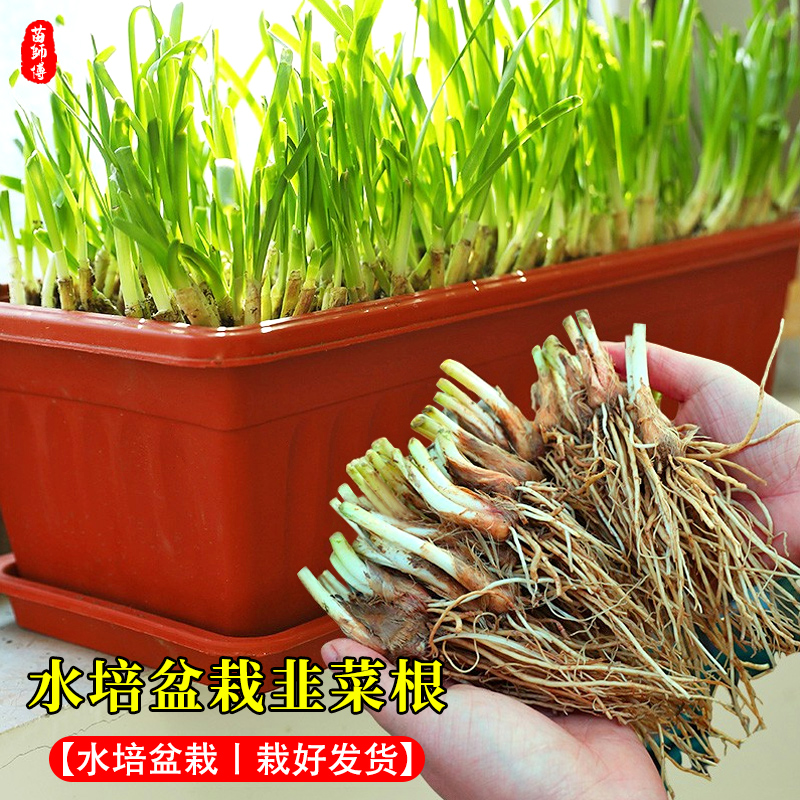 红根宽叶韭菜种子紫色苗籽