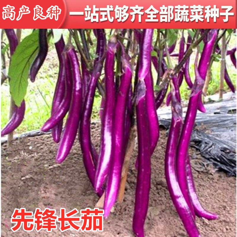 线茄种子杭长籽紫色肉质细