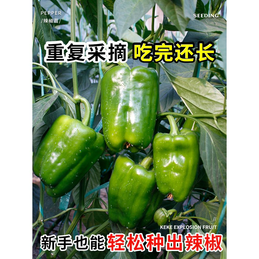 寿光青椒种子苗秧五彩甜辣
