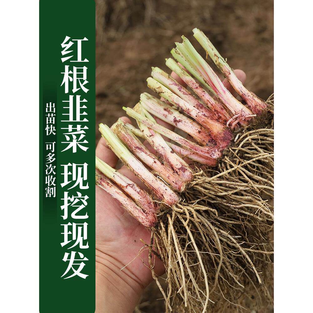 韭菜根苗现挖紫红阳台盆栽