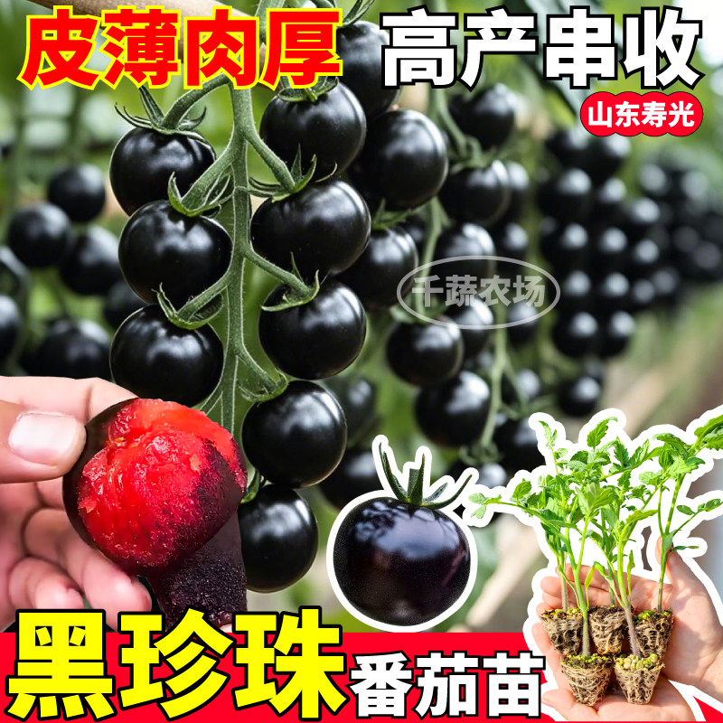 山东寿光黑珍珠番茄苗秧四