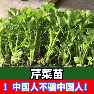 皇后芹菜苗子秧苗带土高产脆嫩香芹根芹苗子四季春秋盆栽阳台苗子