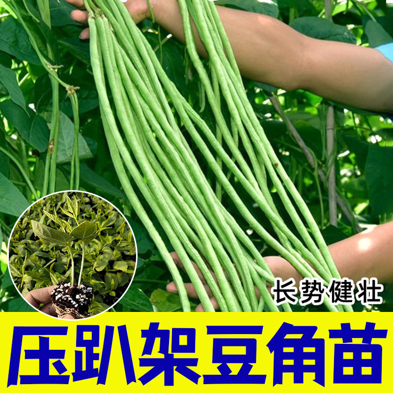 长豆角扁高产豌无架豇秧苗