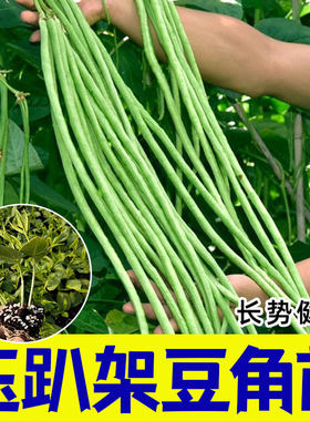 长豆角扁高产豌无架豇秧苗