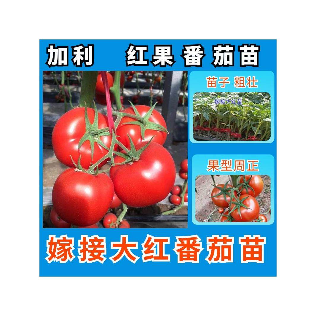 大红番茄种子果苗早熟无绿