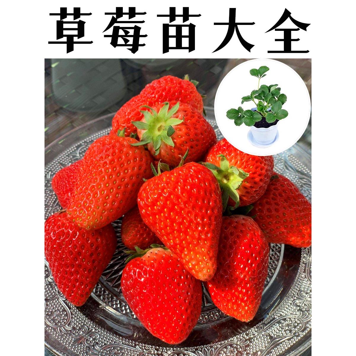 正宗草莓秧苗原盆土室内栽