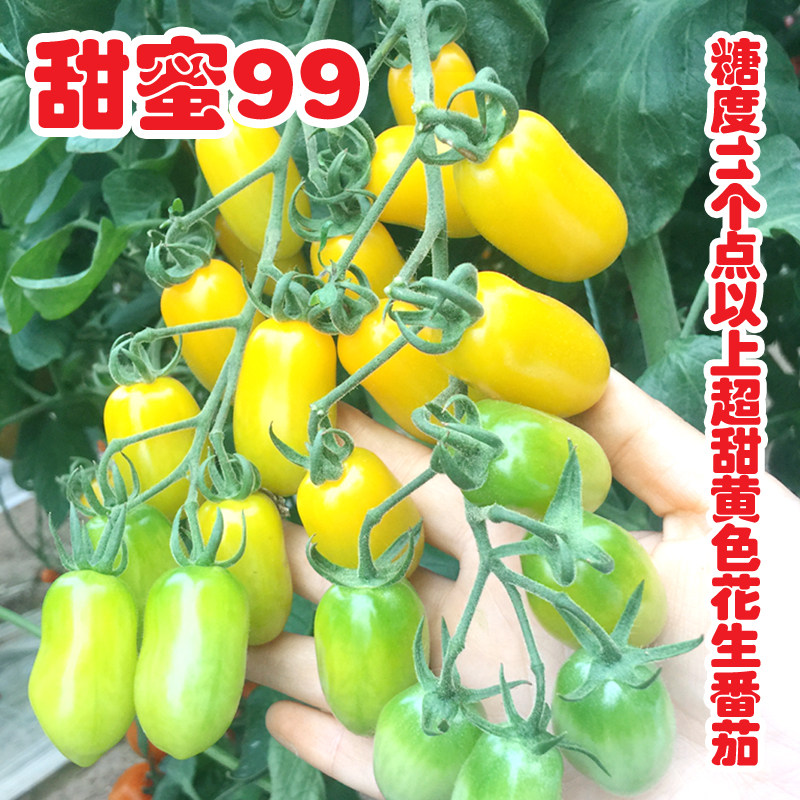 超甜黄色花生番茄种籽小孑