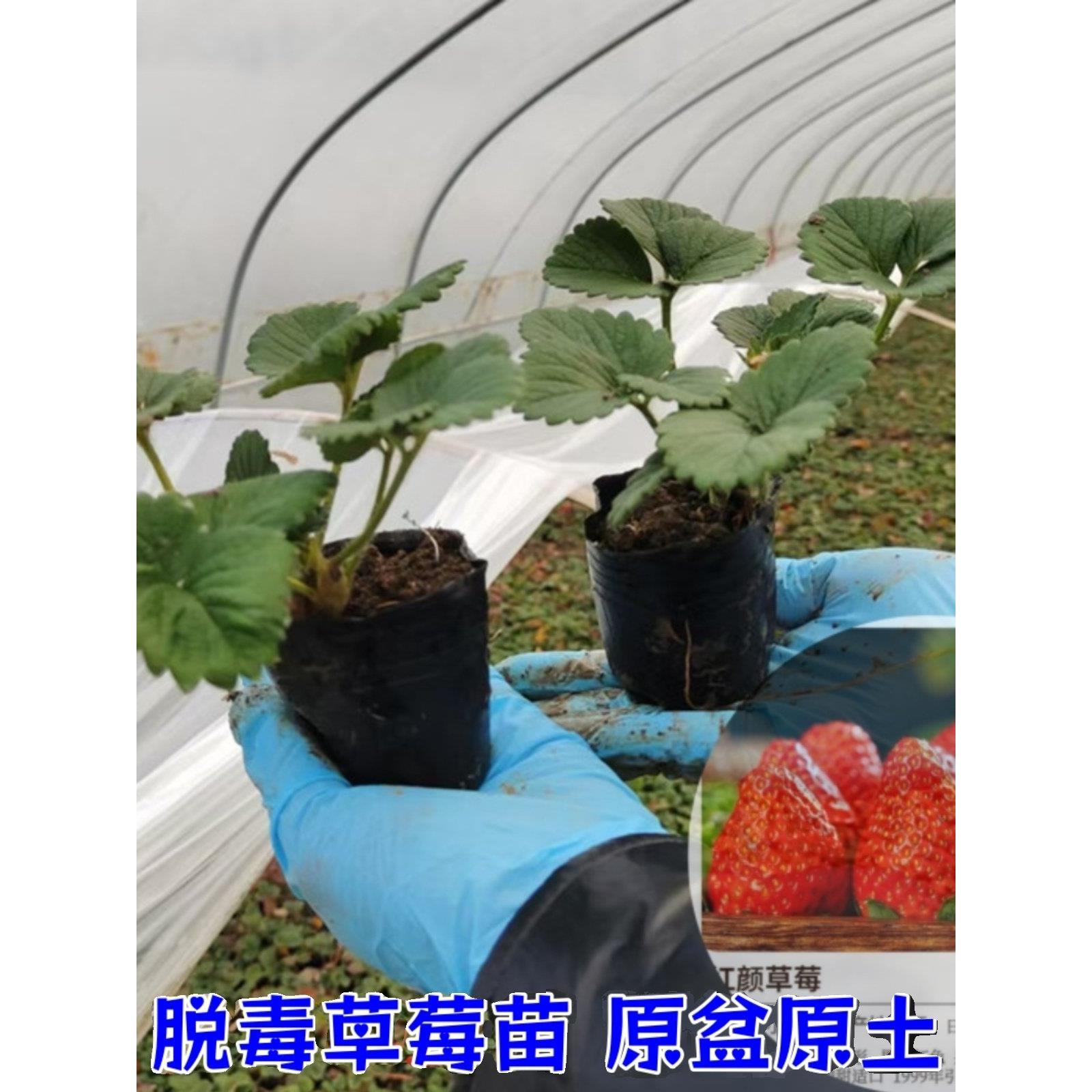 草莓苗四季盆栽食用奶油隋