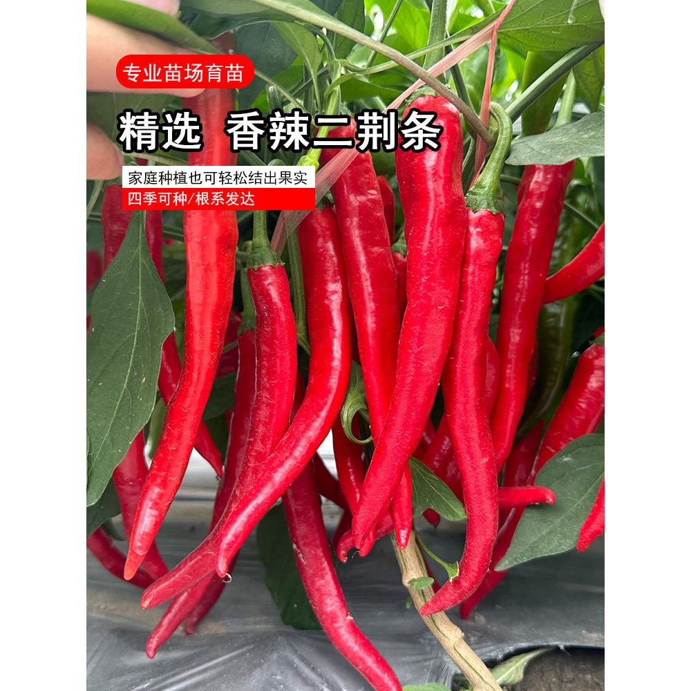 二荆条苗子辣椒秧种四季盆
