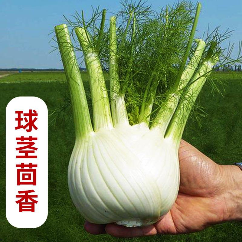 球茎茴香种子结小叶籽苗割