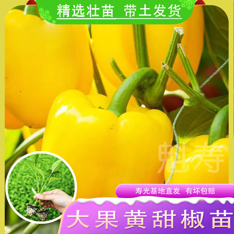 皇马彩椒黄色苗甜辣子蔬菜