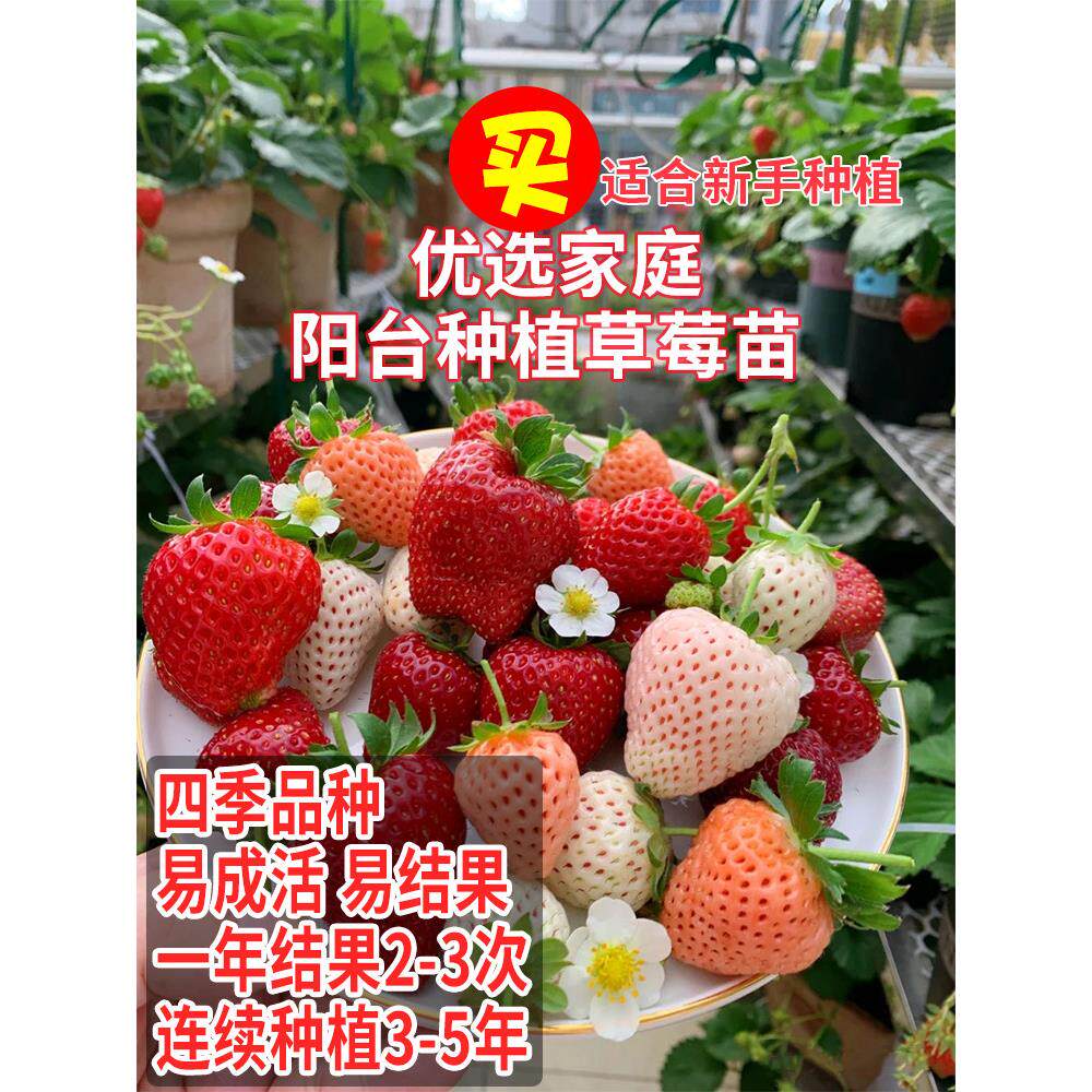 草莓种植苗盆栽脱毒穴盘带