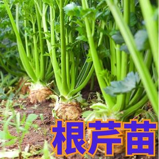 山东根芹苗四季大疙瘩老桩种球春秋盆栽芹菜苗秧苗子洋芹苗子寿光