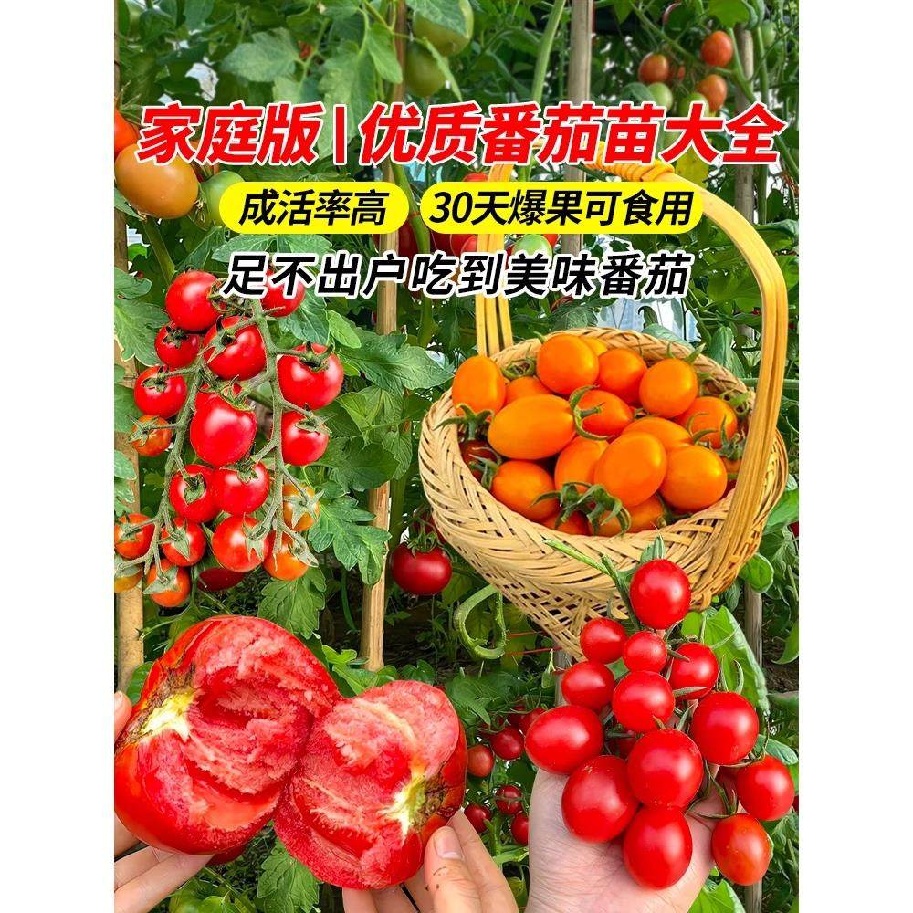 四季矮生番茄苗水果盆栽千