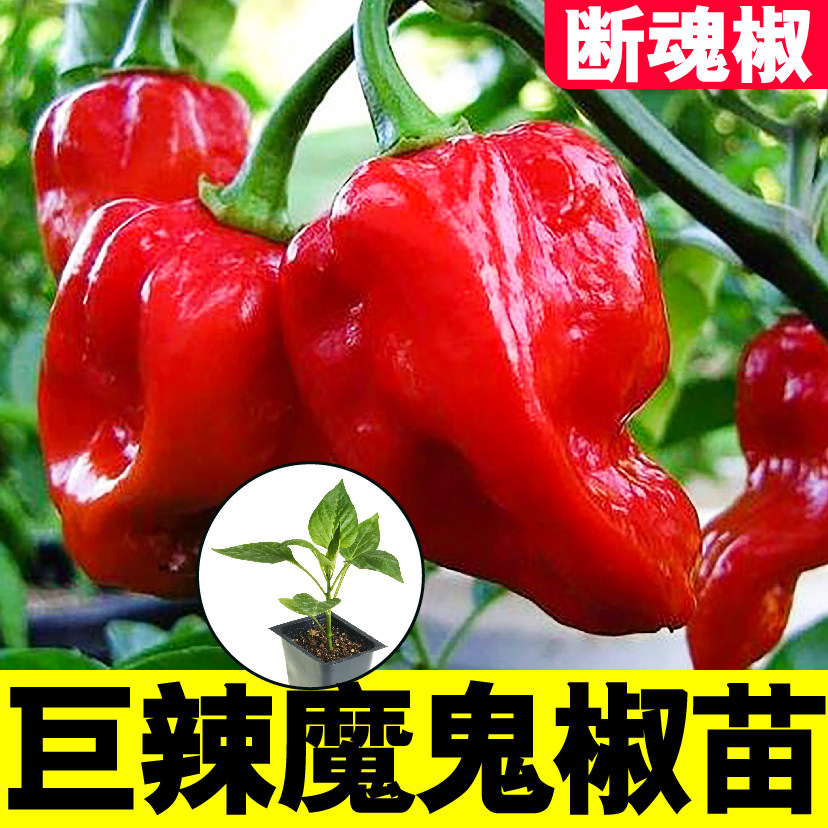 巨辣超特断魂印度魔鬼椒苗