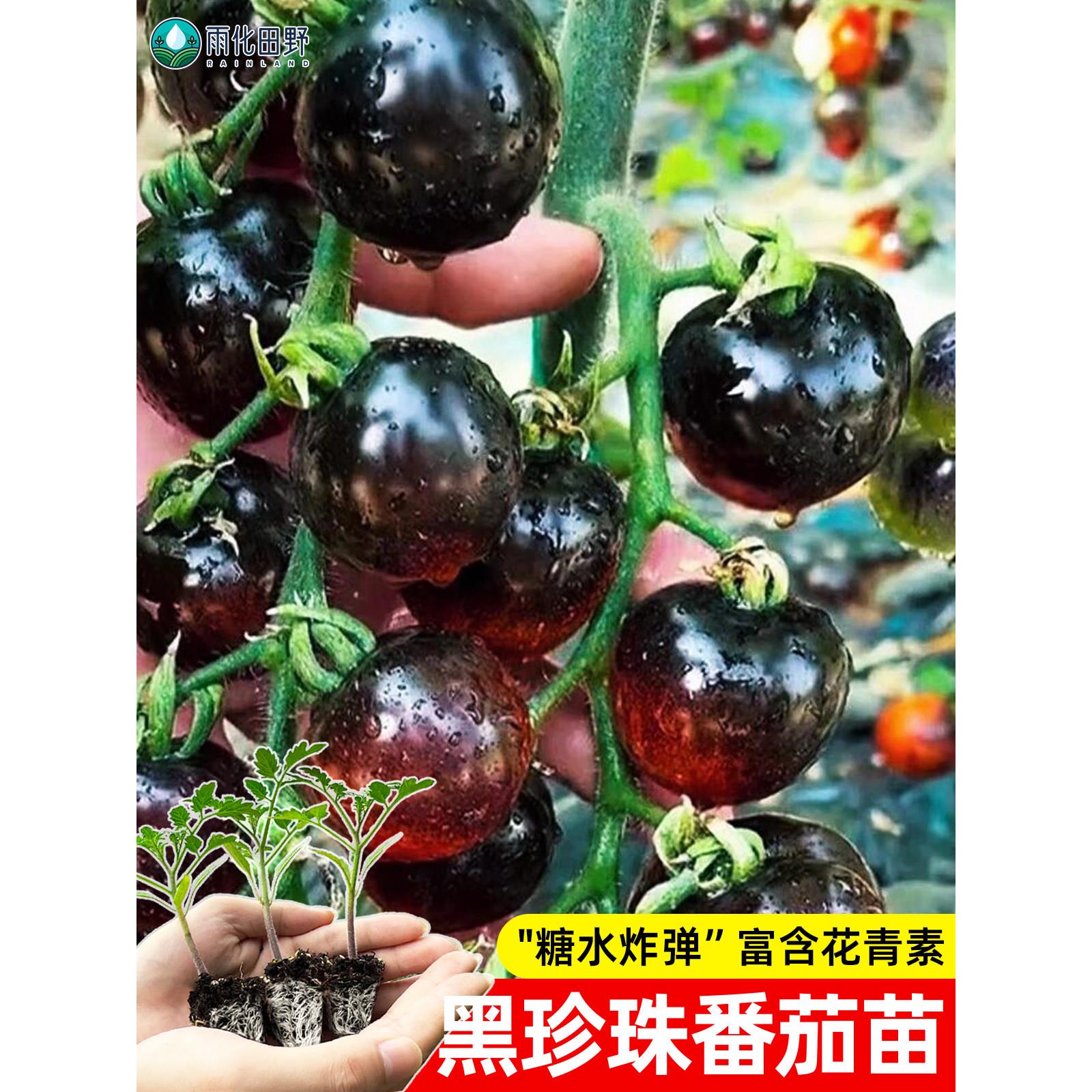 黑珍珠番茄苗夏日阳光黄妃